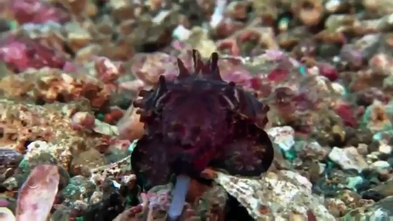 Giant pacific octopus 52