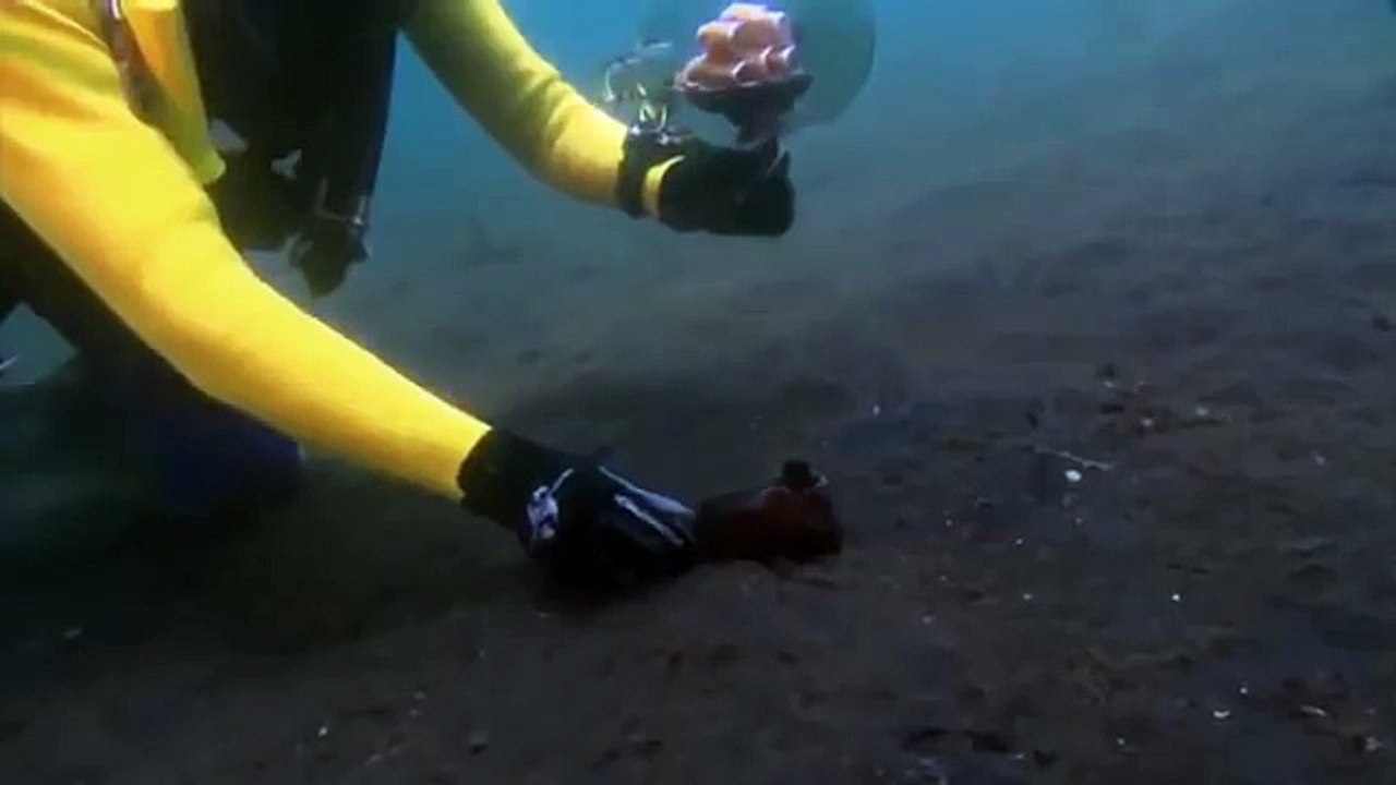 Giant pacific octopus 58