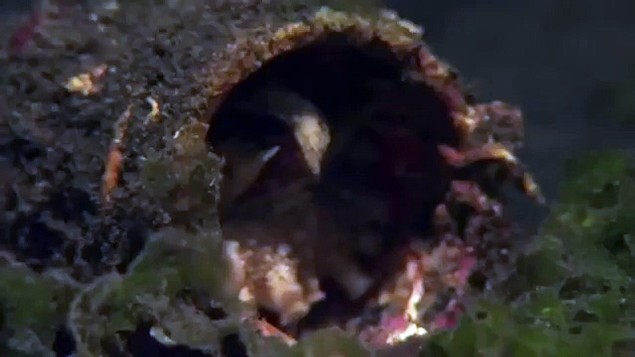 Giant pacific octopus 59
