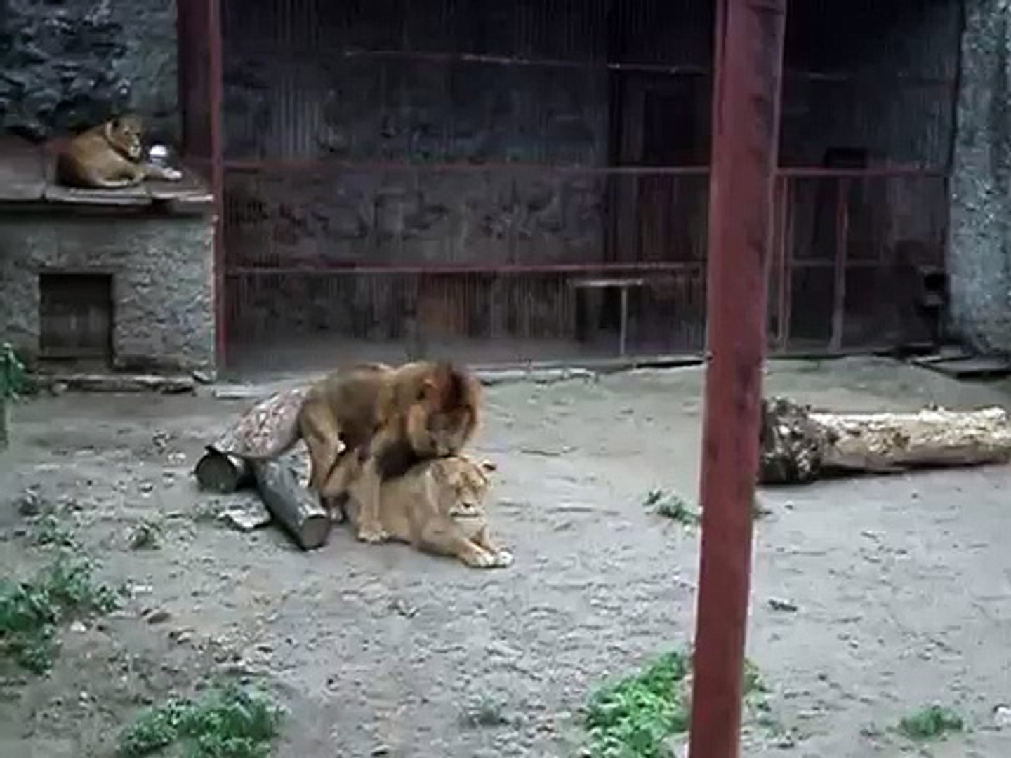 ⁣Love animals - funny video animals