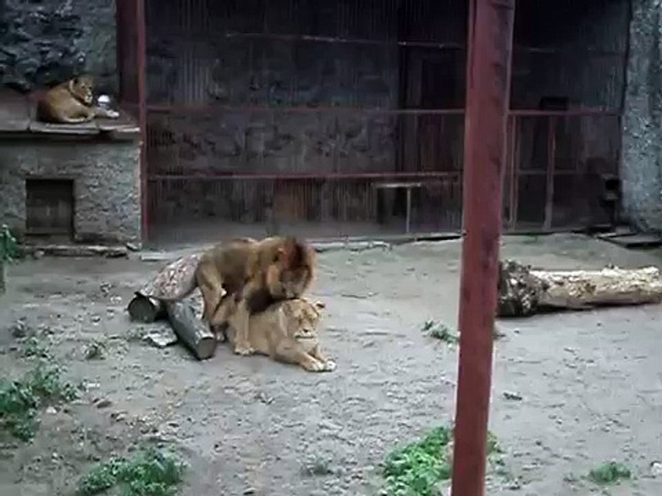 Love animals - funny video animals