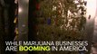 Only 1% Of Weed Dispensaries Are Owned By Black Americans