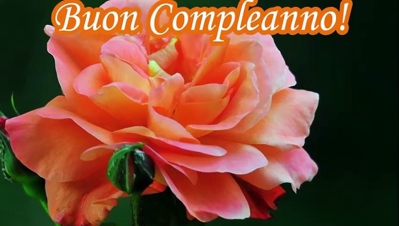 Rose per compleanno