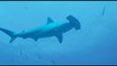 Islas Galápagos, un santuario para la protección especial de tiburones -
