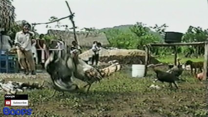 Funny Animals - Animal Fights Caught On Tape