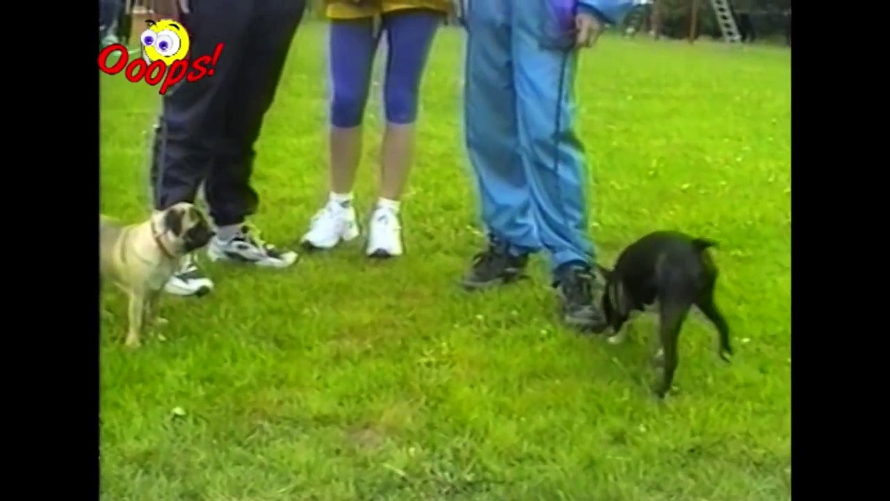 Funny Animals - Funny Dogs Video Compilation