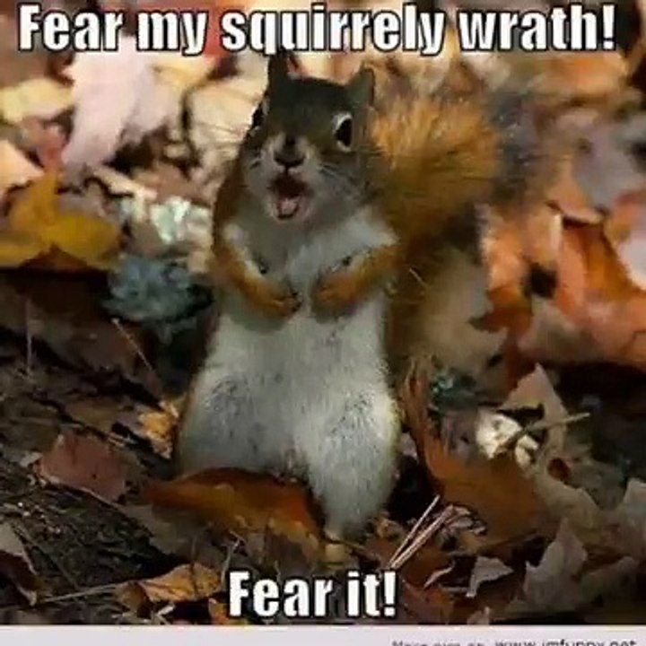 Funny Animals!!!