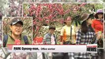 Flower festivals in full bloom across southern provinces