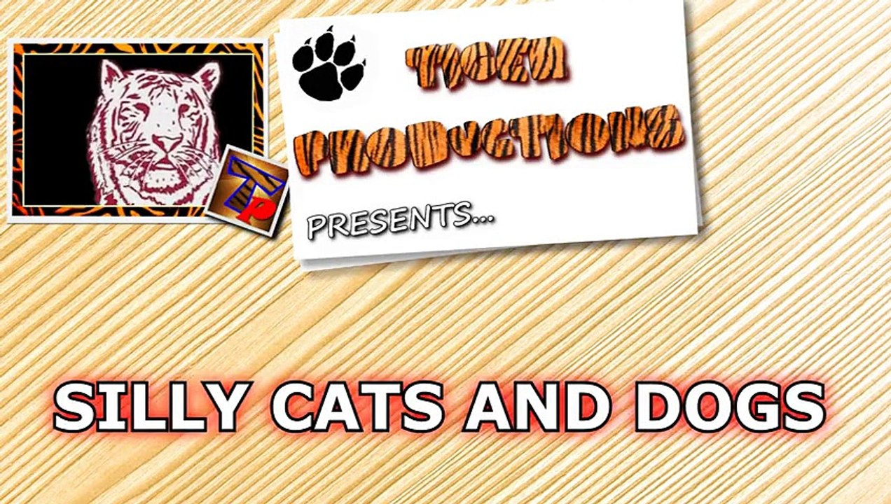 Cats and dogs together are so silly - Funny cat & dog compilation