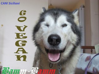 Risotto vegano per alaskan malamute