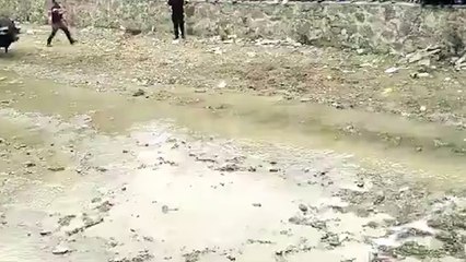 Two buffalo charge into each other with such force they are killed instantly