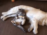 Best Funny & Cute Animal Video Clips 2016 Funny Cats & Dogs Try not to Laugh --)