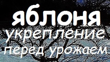 И Ваша Яблоня ПРОСЛУЖИТ ЕЩЁ 30 лет !!! / СТЯЖКА ДЛЯ ЯБЛОНЬ / Дача / Сад / Яблоня /  Cottage / Garden / Gardening