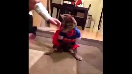 FUNNY VIDEOS Funny Cats Cute Cat Videos Cats Funny Compilation Funny Animals