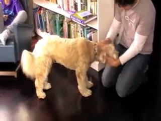 How To Stop Your Dog From Chewing The Leash!