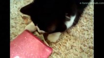 Funny animals Pet stealing money