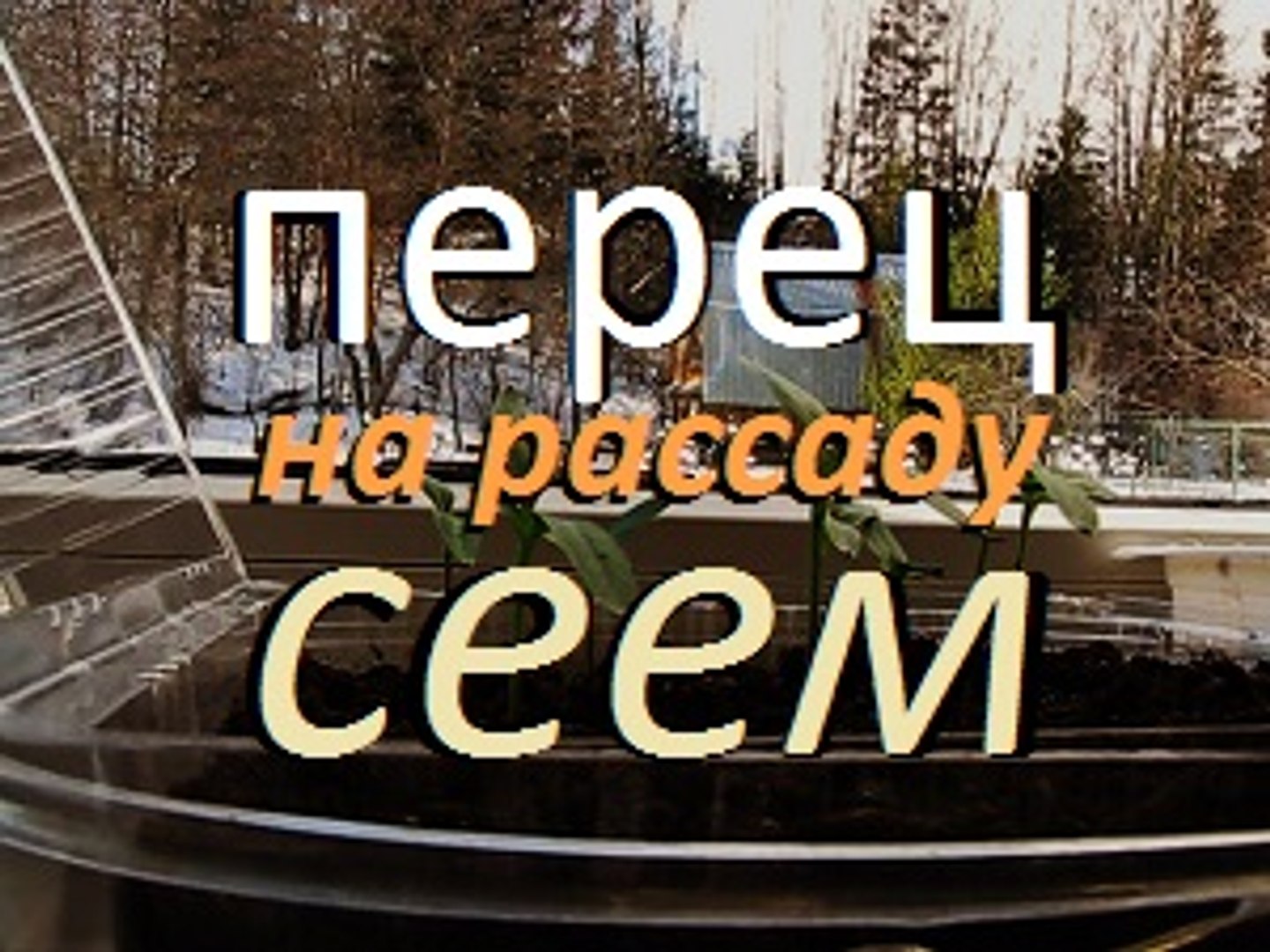 ⁣ПОСАДИТЬ ПЕРЕЦ . БЫСТРО И ГРАМОТНО / Дача / Сад / Огород / Перец /  Cottage / Garden / Gardening