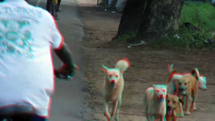 Funny Animals Dog mating 1 female vs 5 male
