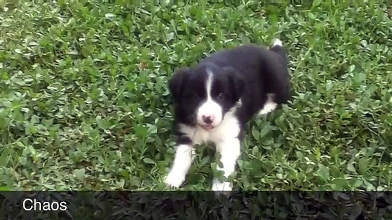 Chaos and Joy - 4 Weeks Old