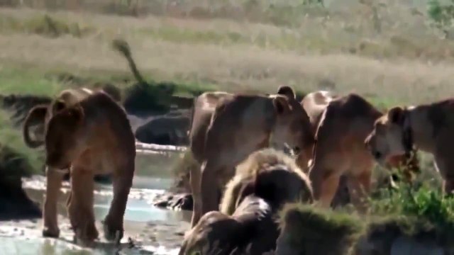 Lion Attack And kill Wild African Animals Compilation Video #HD Lion Hunting