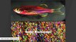 'Technicolor’ Modified Zebrafish Reveals How Skin Regeneration Works