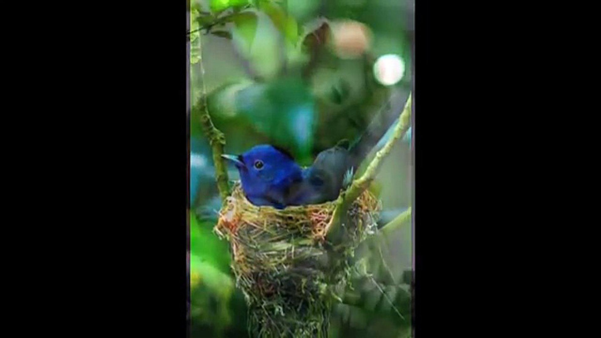 Animal Planet Funny Animals