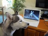 Perro Reacciona Al Verse En Video Cuando Era Chico Perro Divertido   Perro Chistoso