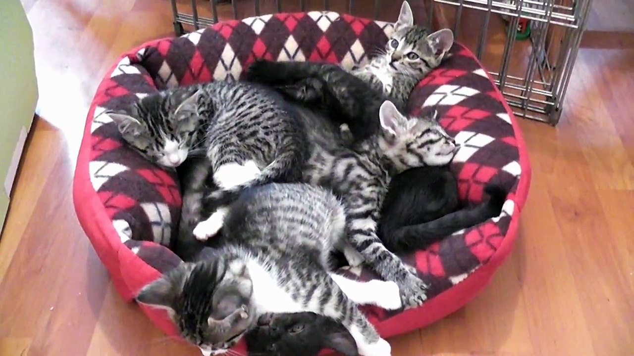 Une maman chat parle à ses bébés poilus très bavards avec une voix adorable (Video 2)