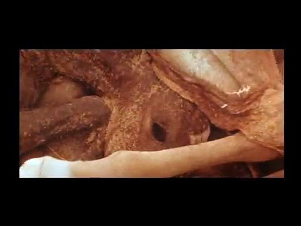 Horse Whisperer Clip