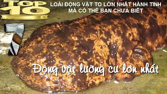 10 LOÀI ĐỘNG VẬT TO LỚN NHẤT HÀNH TINH MÀ CÓ THỂ BẠN CHƯA BIẾT