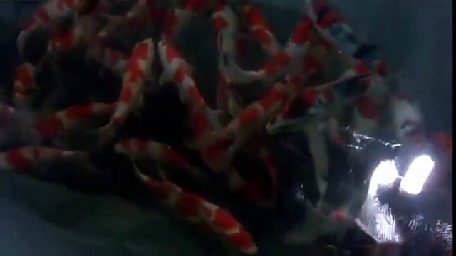 Cá chép Nhật Bản Nishikigoi