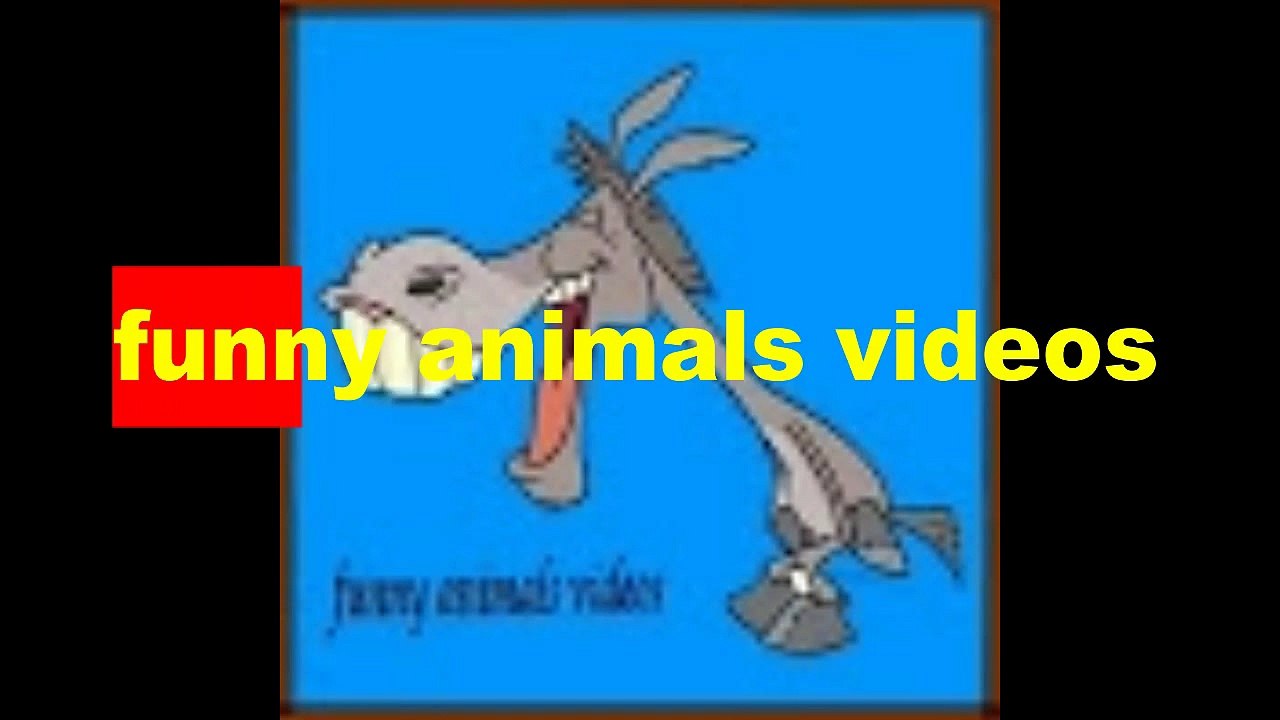 Funny Animals Videos