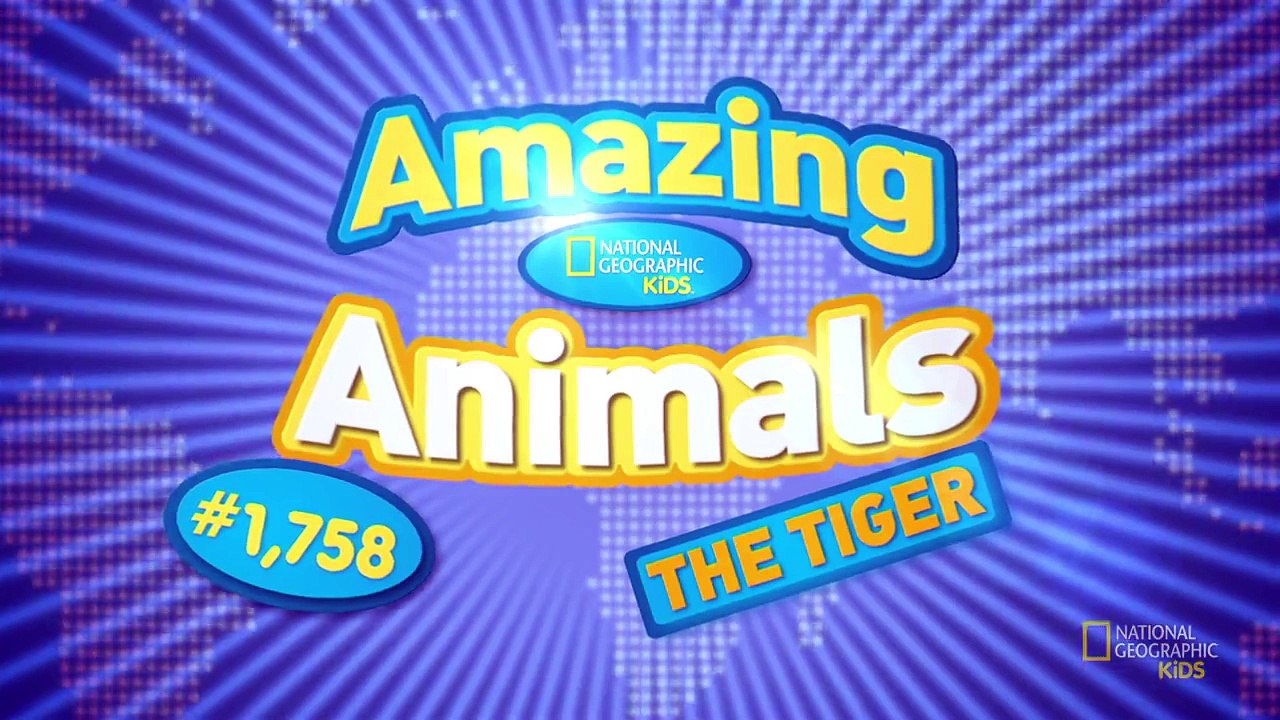 Tiger | AMAZING ANIMALS