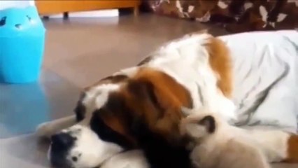 Funny Cat & Animals on Instagram Compilation - Mkls