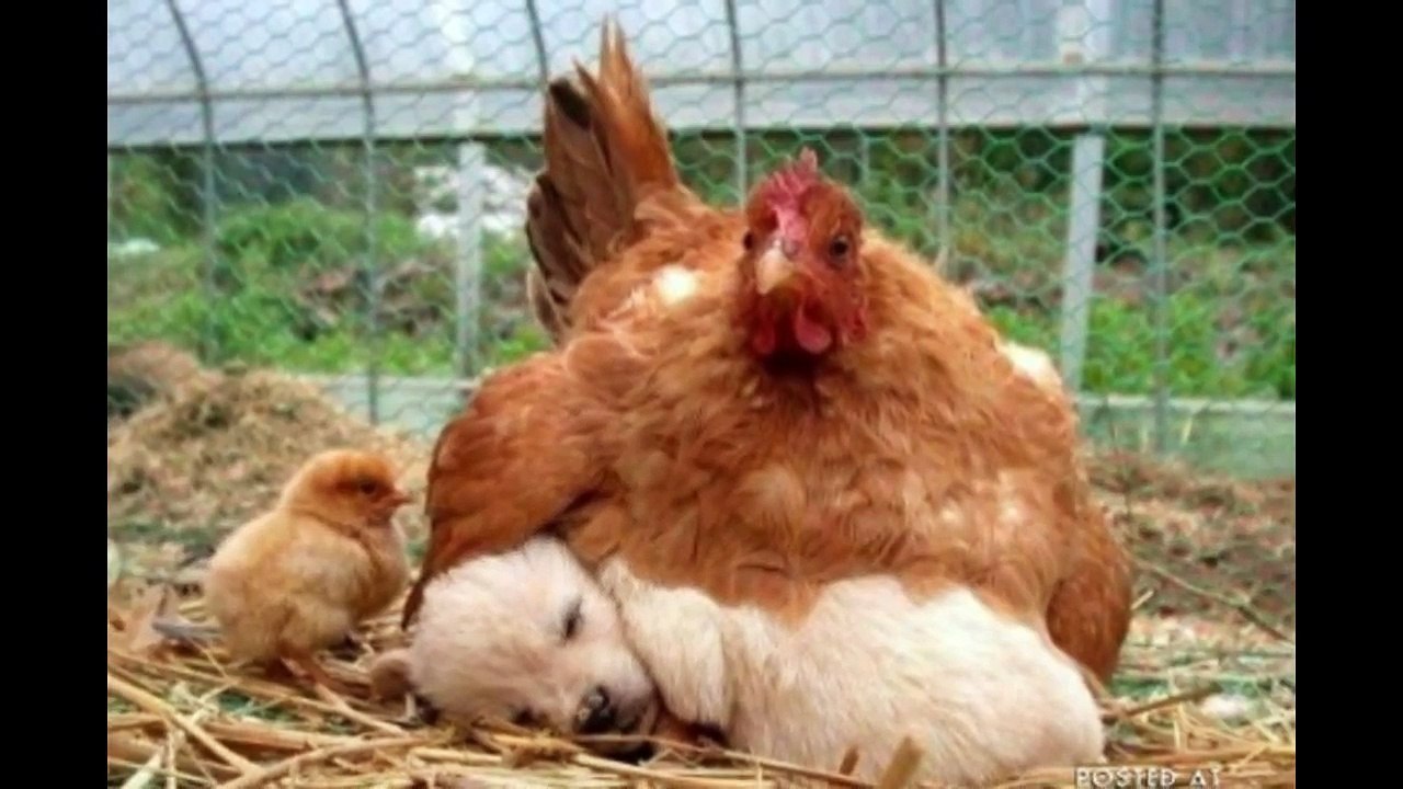 Funny Animals - A Funny Animal Videos Compilation 2015