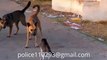 Dog - Cat- funny cats - dog videos, full - funny clips (dog - cat videos) p 15 - Video