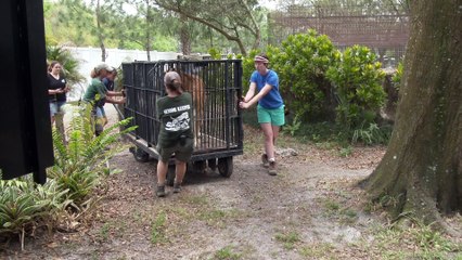 TJ Tiger Creates Quite A SPLASH!!