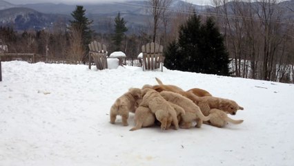 Butternut Goldens - Mother Playing With Her Pups