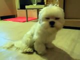 Funny animals videos 2016 - Sleepy Dog Doesnt Want to Wake Up