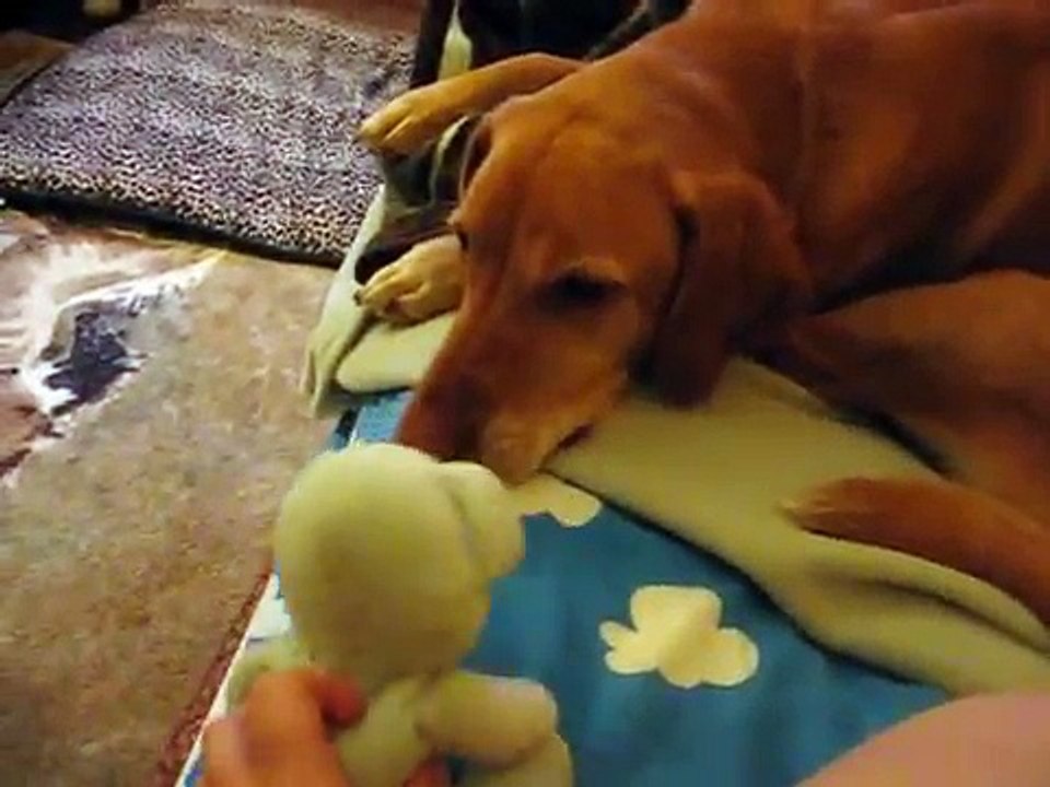 Kisses's Bear