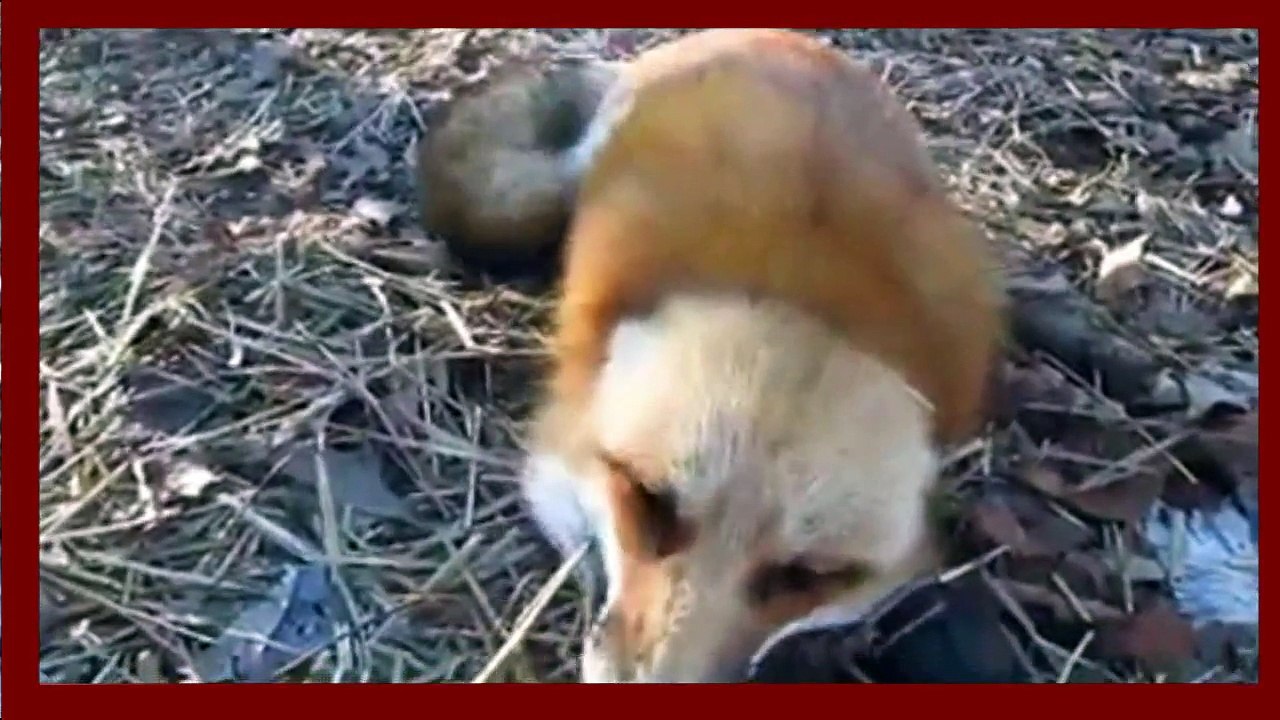 Funny Animals Videos