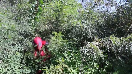 New Little Spiderman & Catwoman - Real Life Battle - Superhero Movie