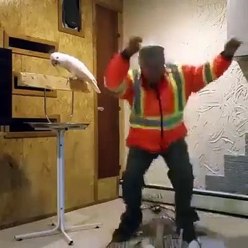 Angry Parrot Abusing - Parrot Talking - Funny Video