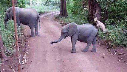 Dancing elephant baby - Awesome