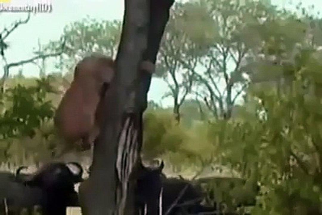 lion ko benhson nay maar dia must watch this video