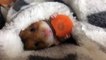 Cute Hamster Eating a Carrot Wrapped in a Blanket