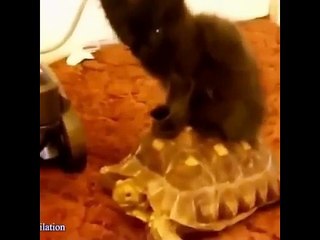 Funny cats annoying dogs - Cute animal compilation