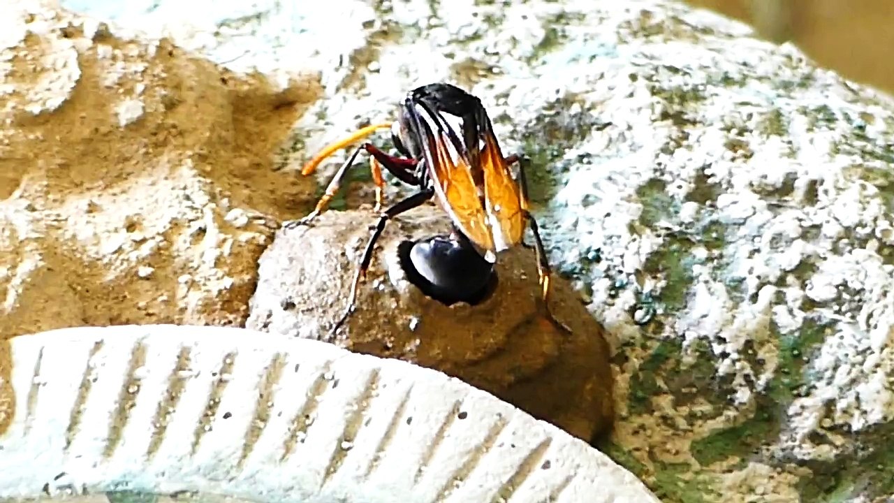 Potter Wasp(Delta sp.) egg-laying