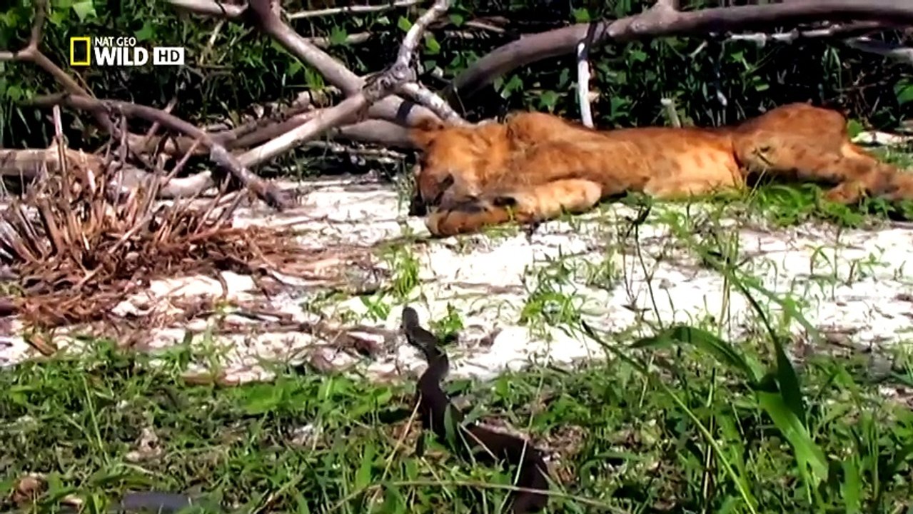 Muhteşem Yırtıcılar :  Hız Öldürür  (Nat Geo Wild Türkçe Belgesel)