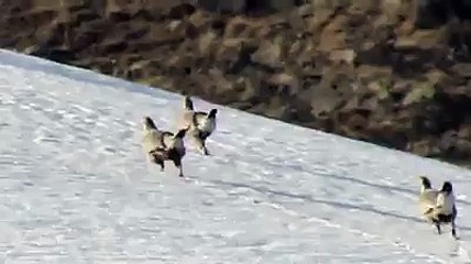 CANLI GÖREN KAÇ AVCI VAR ACABA